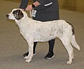 Alentejo Mastiff, white & grey