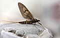 * Nomination Ephemeroptera --Richard Bartz 19:54, 5 April 2008 (UTC) * Promotion A bit of a flat light, but good detail nonetheless. Most of the object is in focus. Dori 03:07, 11 April 2008 (UTC)