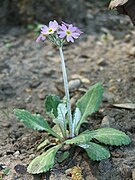 Primula laurentiana