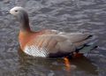 Chloephaga poliocephala Ashy-headed Goose