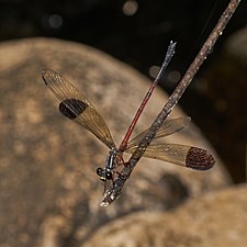 Malabar Torrent Dart Euphaea fraseri, male