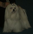 Maltese