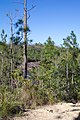 Mountain Pine Ridge, Belize