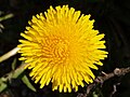 Taraxacum