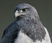 Águila Mora/ Black Chested Buzzard Eagle