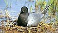 Italiano: Mignattino Chlidonias niger