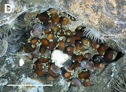 February 14: A deep-sea community living nearby a hydrothermal vent. Has annotations.