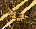 * Nomination Scarce copper (Lycaena virgaureae) - female. --kallerna 10:08, 12 August 2009 (UTC) * Promotion Would work better with shallow DOF, background grass stems distracting--Vladanr 09:09, 17 August 2009 (UTC)  Support OK with me, shows mimicry better than a low-DOF image. -- H005 17:22, 26 August 2009 (UTC)