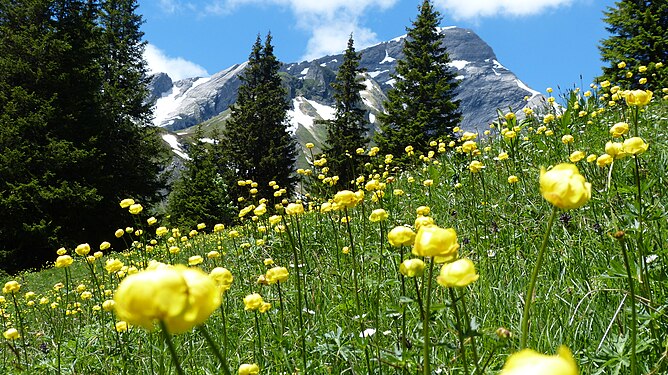 Alpine Globeflower (Trollius) in the Swiss Alps near Grindelwald