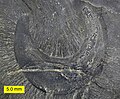 Ottoia prolifica (priapulid worm) from the Walcott Quarry of the Burgess Shale (Middle Cambrian) near Field, British Columbia, Canada.