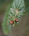 Close-up of leaves