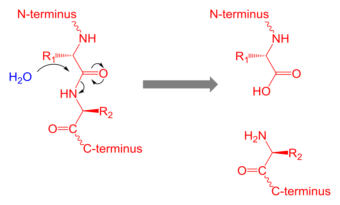 Proteolysis