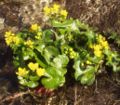 Caltha palustris