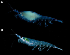 October 2: Inside krill one can see (A) pregnancy (B) phytoplankton