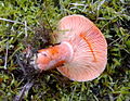 next to a spruces plantation. Orange milk at injured gills (Selters/Taunus)