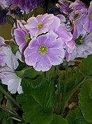 Primula obconica