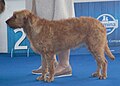 Styrian Coarse-haired Hound