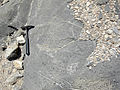 Top of the Alamo impact breccia (Late Devonian, Frasnian) near Hancock Summit, Pahranagat Range, Nevada.