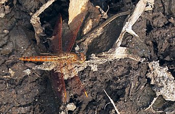 Ditch jewel (Brachythemis contaminata) male