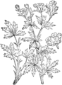 Srebrasti petoprstnik. (Potentilla argentea) Illustration #379 in Martin Cilenšek, Naše škodljive rastline, Celovec (1892)