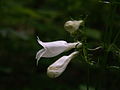 Penstemon digitalis growing in Schenley Park, Pittsburgh