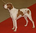 Ariege Pointer, orange & white