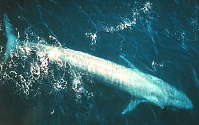 Español: Ballena Azul English: Blue Whale