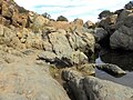 Los Peñasquitos Canyon Preserve, San Diego County, California.