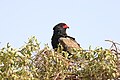 Samburu Reserve, Kenya