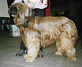 Briard, fawn