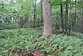 Čeština: Přírodní rezervace Getsemanka I. a II., nedaleko Rožmitálu pod Třemšínem v okrese Příbram (ČR) English: Nature reserve Getsemanka I. and II., near Rožmitál pod Třemšínem in Příbram District (Czech Republic)