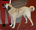 Kangal Shepherd, fawn