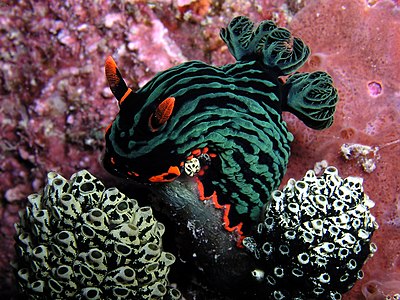 Nembrotha kubaryana nudibranch feeding on tunicates from East Timor.