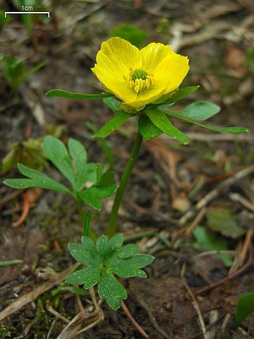 Ranunculus