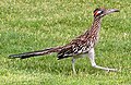 Greater Roadrunner at Death Valley National Park.