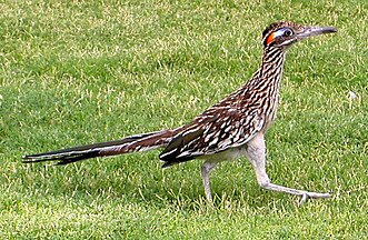 A greater roadrunner