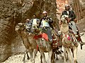 Camels running back in the Siq