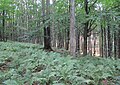 Čeština: Přírodní rezervace Getsemanka I. a II., nedaleko Rožmitálu pod Třemšínem v okrese Příbram (ČR) English: Nature reserve Getsemanka I. and II., near Rožmitál pod Třemšínem in Příbram District (Czech Republic)