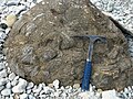 Boulder of gneiss breccia on Osmussaar, Estonia, apparently thrown there by the Neugrund impact.