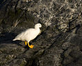 Chloephaga hybrida Kelp Goose