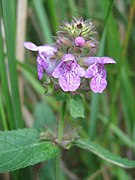 Stachys palustris