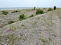 Northern coast of Saaremaa, Estonia.