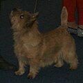 Norwich Terrier, red