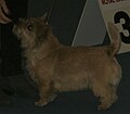 Norwich Terrier, red