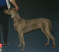 Weimaraner, Short-haired