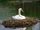 Seite 5: File:Cygnus-olor-nest.jpg Autor: Andreas Trepte (Realname), Marburg (www.photo-natur.de) Lizenz: CC BY-SA 2.0