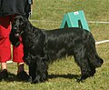 Field Spaniel, black