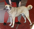 Kangal Shepherd, fawn