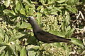 Black Noddy calling from Tournefortia sp on Tern Island