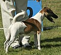 Fox Terrier, Smooth